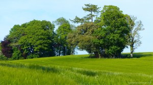 Barley field in Charlton Down