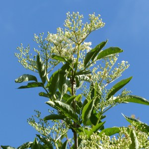 Elder flowers in a hedgerow