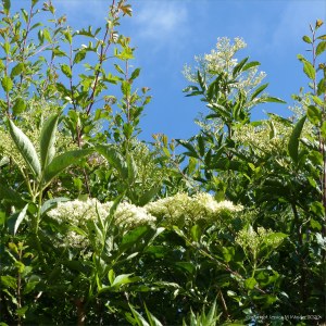 Elder flowers in a hedgerow