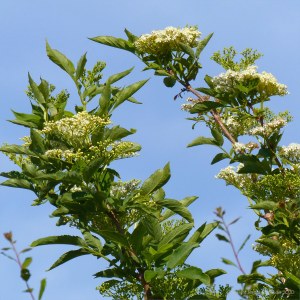 Elder flowers in a hedgerow