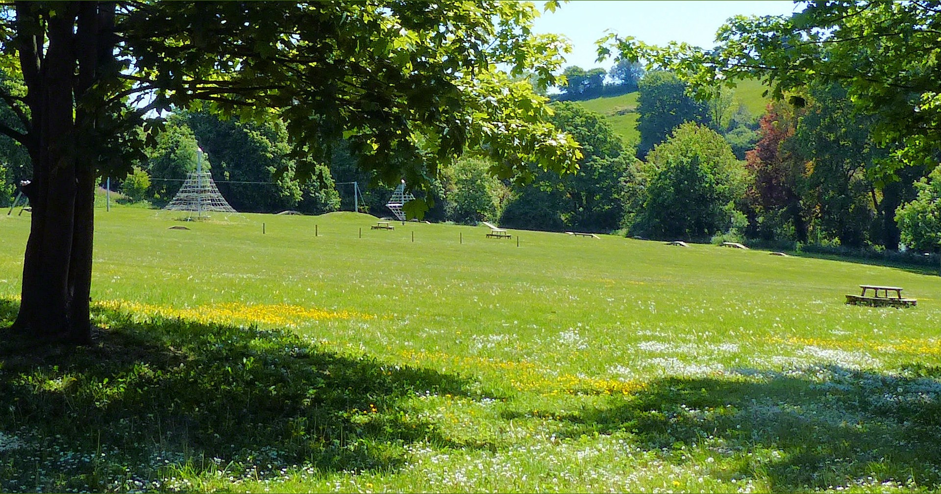 Playing field with buttercups and daisies beneath the trees