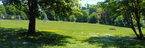 Playing field with buttercups and daisies beneath the trees