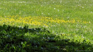 Buttercups and daisies