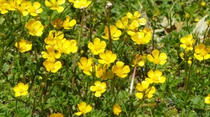 Buttercups