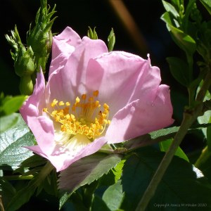 Dog Rose