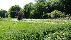 View of Charlton Down Nature Area