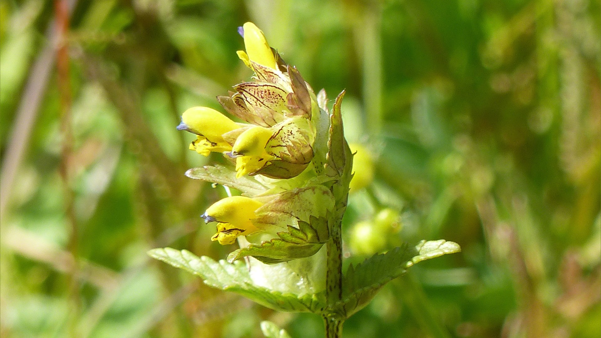 Wild Yellow Rattle flowers
