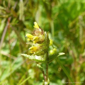 Wild Yellow Rattle flowers