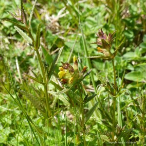 Wild Yellow Rattle flowers