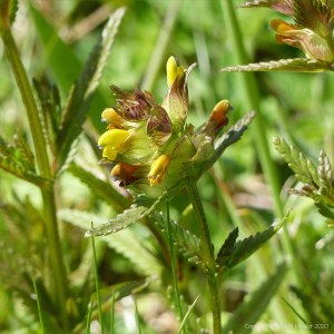 Wild Yellow Rattle flowers