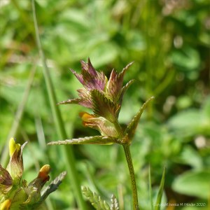 Wild Yellow Rattle flowers