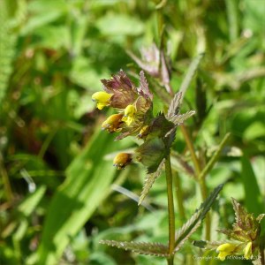 Wild Yellow Rattle flowers