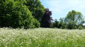 View of Charlton Down Nature Area