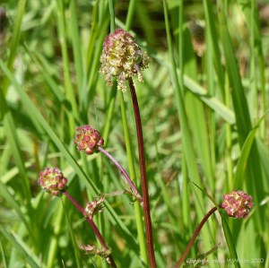 Salad Burnet flowers