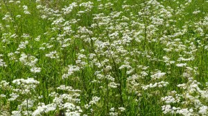 Cow parsley