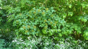 Wayfarer tree fruits