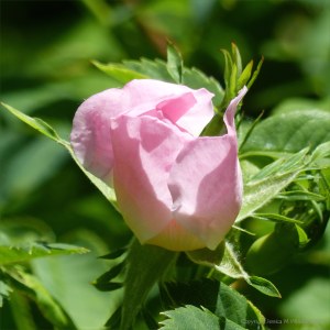 Dog Rose