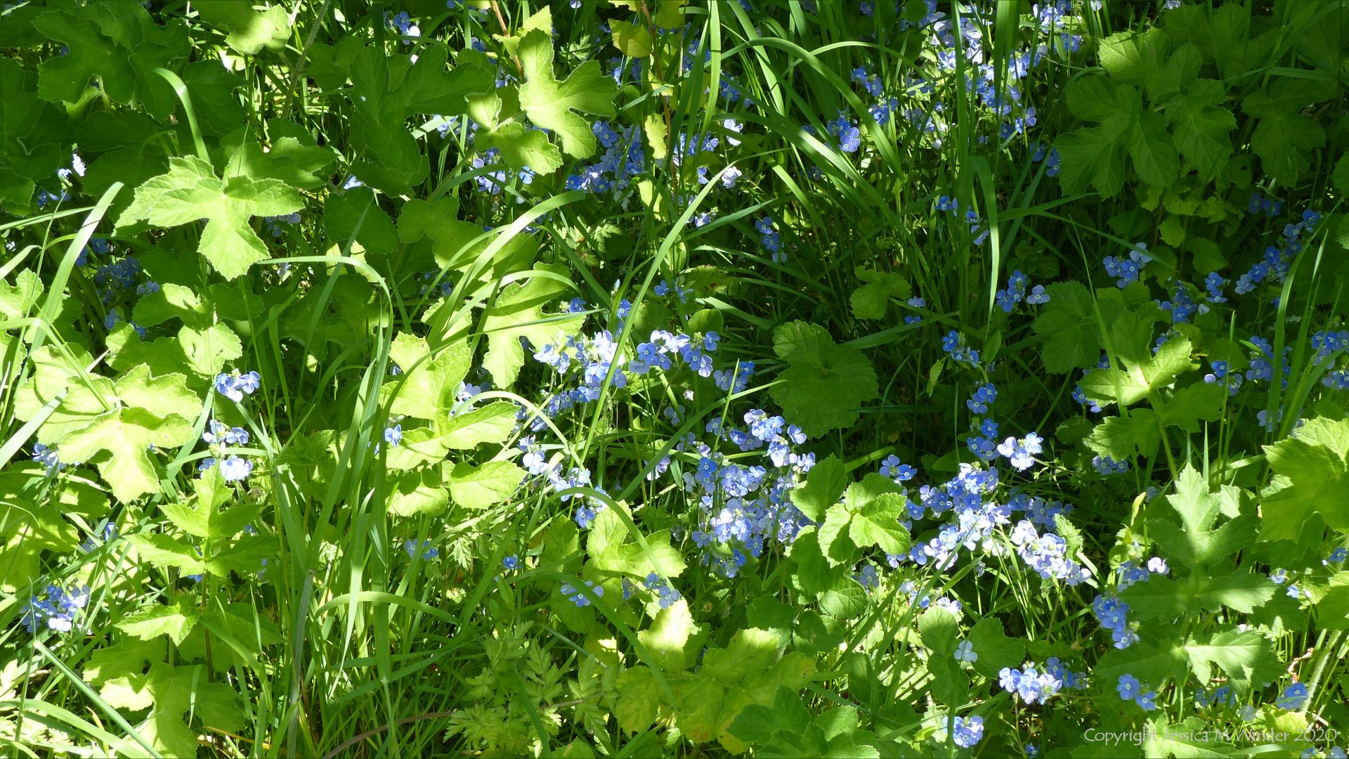 Blue speedwell in the undergrowth