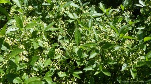 Flowering wild privet