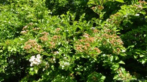 Hawthorn with dying flowers and fruits forming
