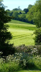 View from the Community Orchard