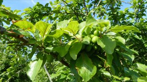 Plums growing in spring