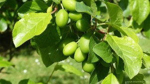 Young plums on the tree