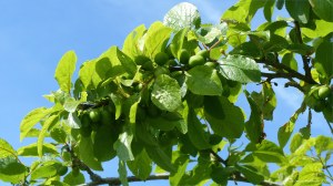 Plums developing in spring