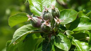 Apples growing in spring