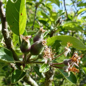 Apples developing in spring
