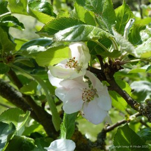 Apple blossom in May