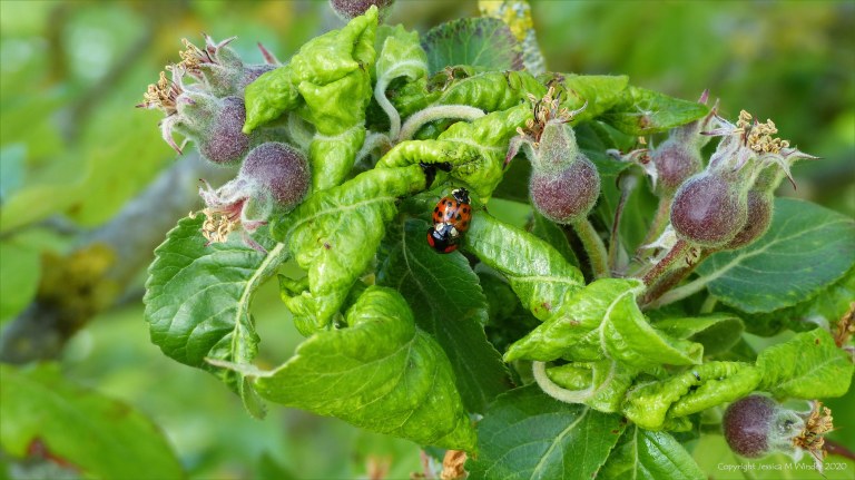 Ladybirds mating on an apple tree infested with aphids