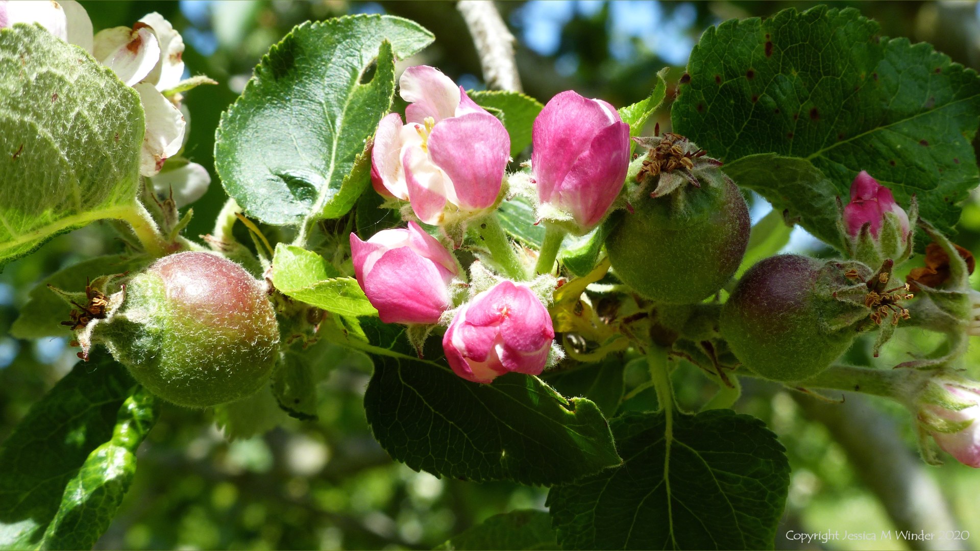 Apples and blossom growing in spring