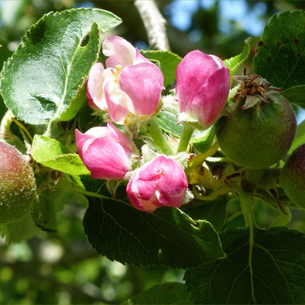 Apples and blossom growing in spring