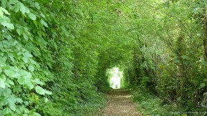 The top of the lane to Forston Grange