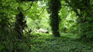 View through the trees