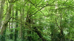 Wooded area along the footpath to Forston Grange