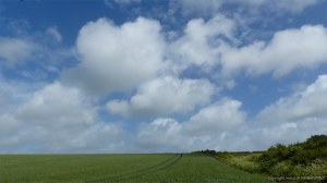 Wgeat field near Charlton Down