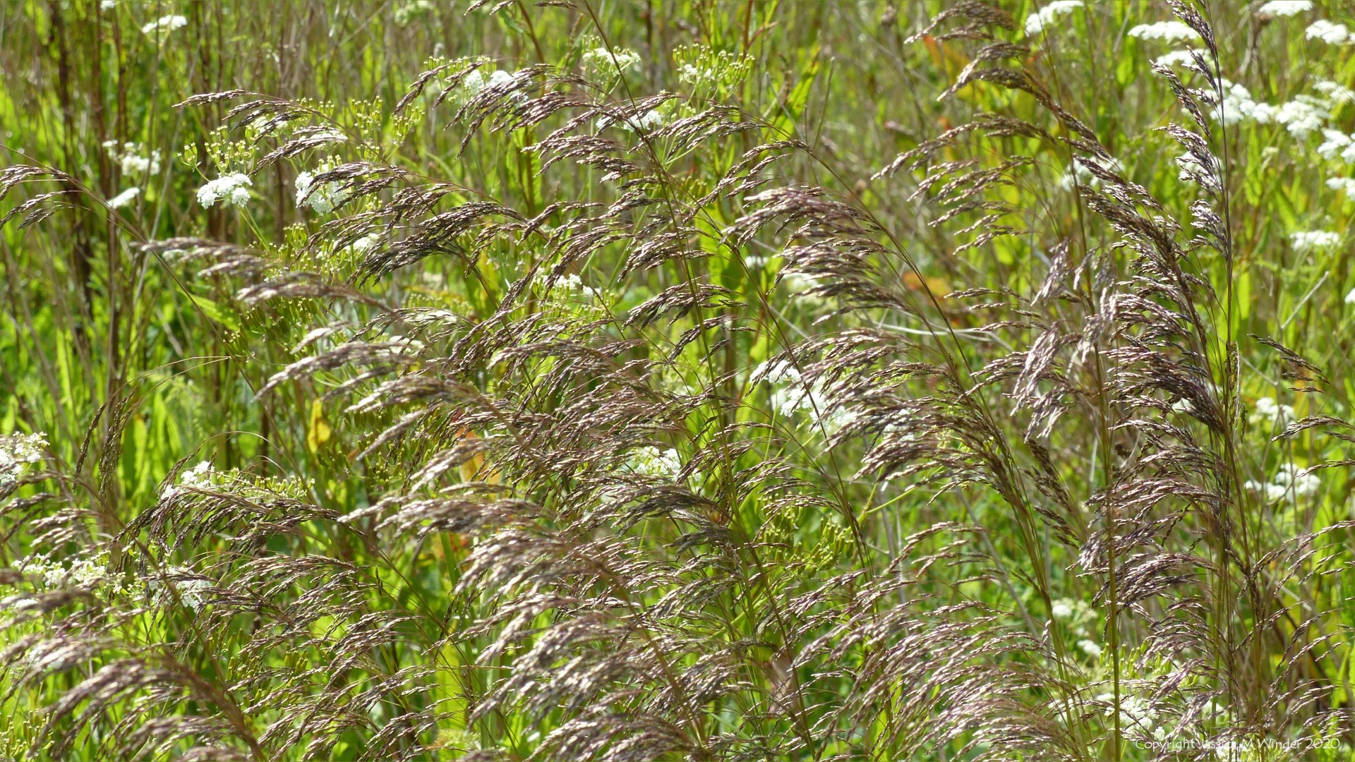 Tall flowering grasses