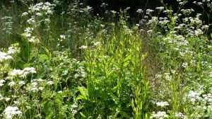 Meadow vegetation