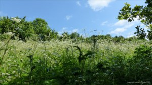 Meadow plants in May
