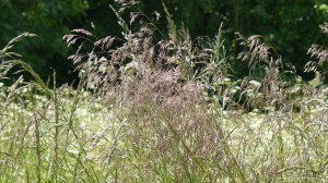 Tall flowering grasses