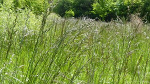 Meadow grasses at Charlton Down