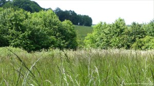 Country view from a meadow