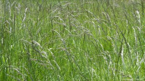 Meadow grasses at Charlton Down