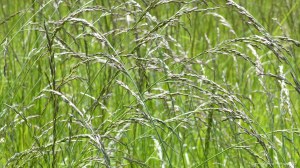 Meadow grasses at Charlton Down