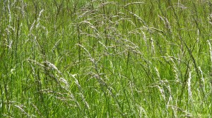 Meadow grasses at Charlton Down
