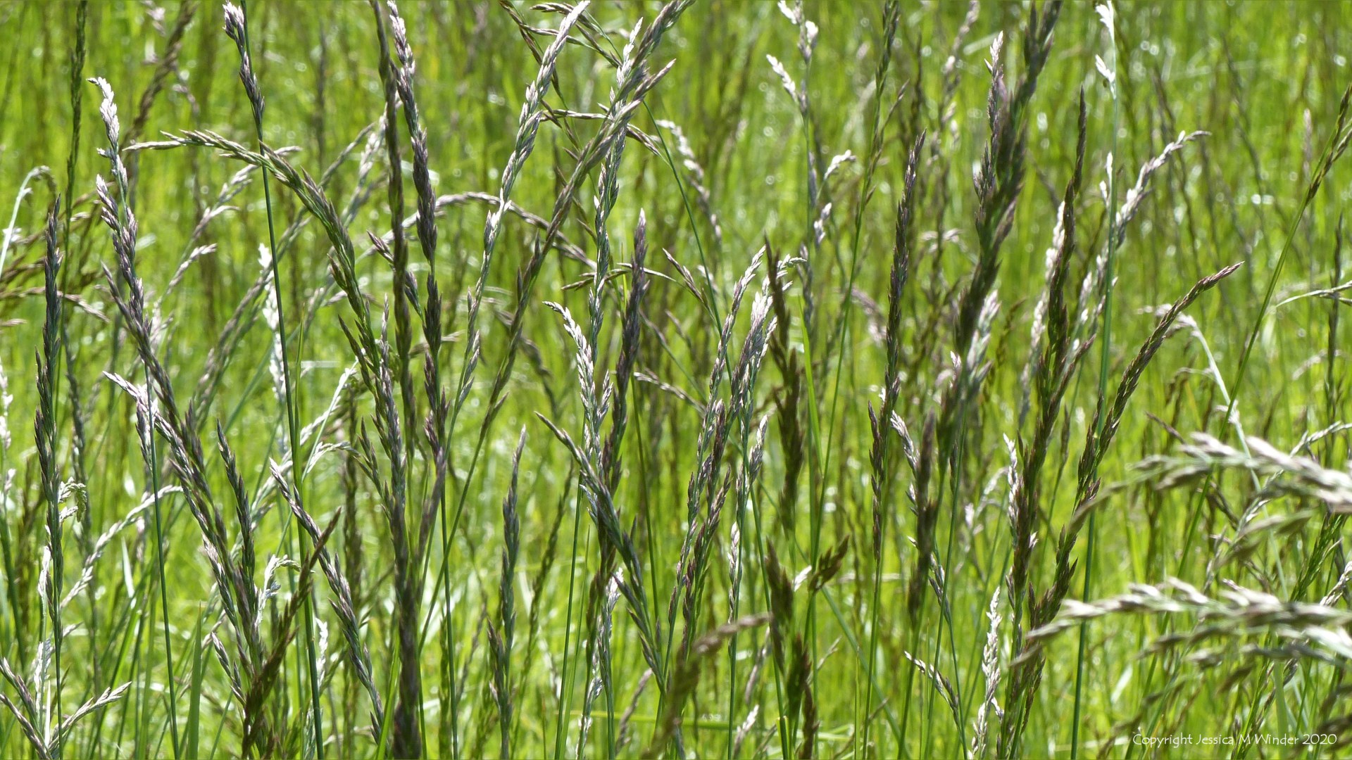 Meadow grasses at Charlton Down