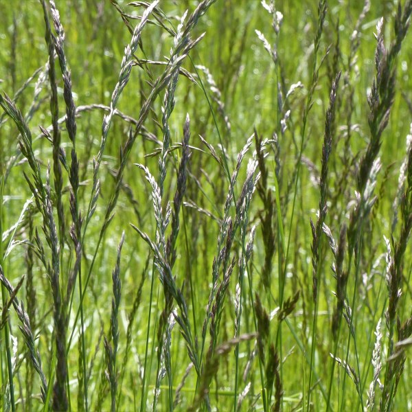 Meadow grasses at Charlton Down