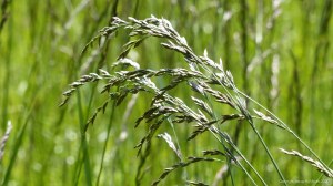 Meadow grasses at Charlton Down